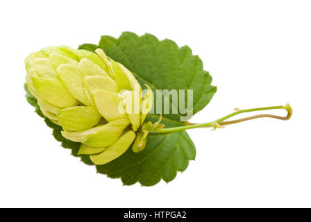 Hop avec leaf isolated on white Banque D'Images