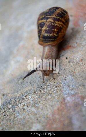 Escargot commun à l'arrière-cour en béton Banque D'Images