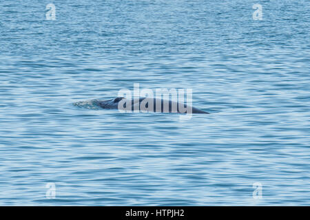 Petit rorqual du Nord ou le petit rorqual, Balaenoptera acutorostrata, surfaçage avec évent visible, Reykjavik, Islande Banque D'Images