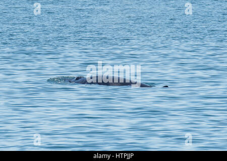Petit rorqual du Nord ou le petit rorqual, Balaenoptera acutorostrata, surfaçage avec évent visible, Reykjavik, Islande Banque D'Images