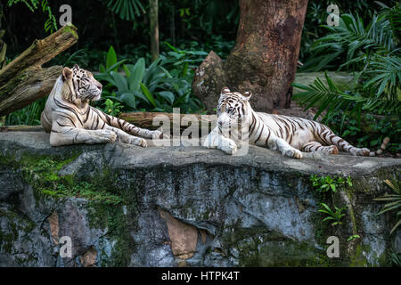 Deux tigres blancs sont posés sur le rocher sur le fond d'arbres dans le zoo de Singapour. Photo gros plan. L'horizontale. Banque D'Images