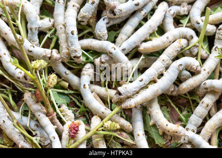 Gros plan du ver à soie Bombyx mori 'Alimentation' sur 'MMulberry orus alba ' feuilles, Hoi An. Banque D'Images