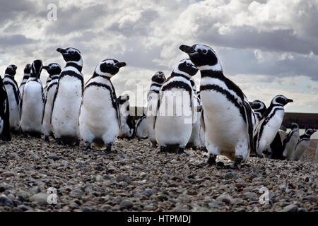 Une colonie de manchots de Magellan (Spheniscus magellanicus) à Penguin Island près de Puerto Deseado, la Patagonie en Argentine, Province de Santa Cruz Banque D'Images