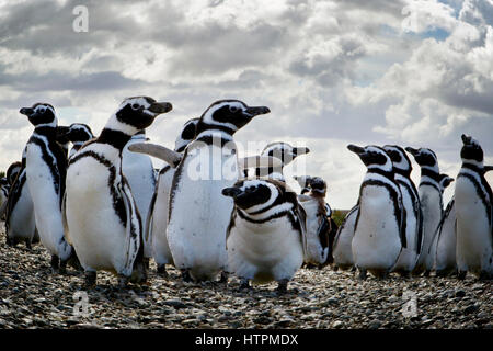 Une colonie de manchots de Magellan (Spheniscus magellanicus) à Penguin Island près de Puerto Deseado, la Patagonie en Argentine, Province de Santa Cruz Banque D'Images