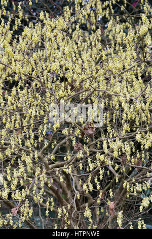 Corylopsis spicata. Spike l'hamamélis la floraison au début de mars. Coucou bleu bush. UK Banque D'Images