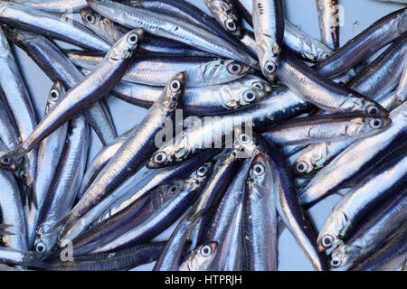 Fresh'anchois (Engraulis encrasicolus) en vente dans un marché aux poissons. Banque D'Images