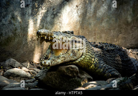 Crocodile big vert avec les mâchoires ouvertes et les grandes dents est sur les rochers Banque D'Images