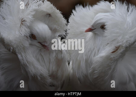 Madrid, Espagne. 13 Mar, 2017. acobin les pigeons avec leurs hottes à plumes agitées par le vent à zoo de Madrid, où les fortes rafales de vent a atteint 65 kilomètres à l'heure au cours de l'après-midi. Credit : Jorge Sanz/Pacific Press/Alamy Live News Banque D'Images