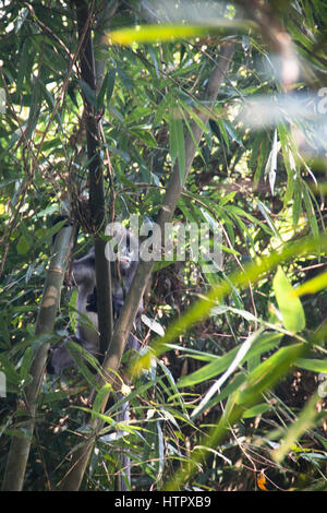 Phayre's Leaf Monkey (Trachypithecus phayrei) dans le célèbre parc national dans Lawacharra Srimangal dans la division de Sylhet Bangladesh Banque D'Images