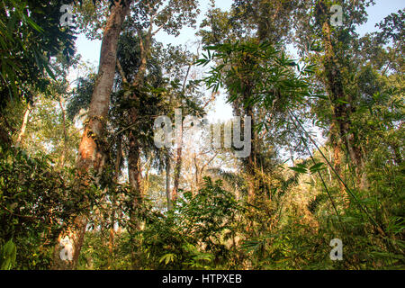 Le célèbre parc national dans Lawacharra Srimangal dans la division de Sylhet Bangladesh Banque D'Images