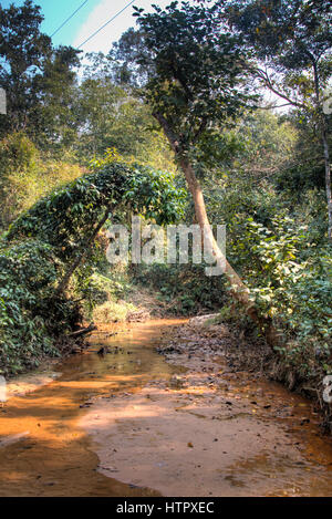 Le célèbre parc national dans Lawacharra Srimangal dans la division de Sylhet Bangladesh Banque D'Images