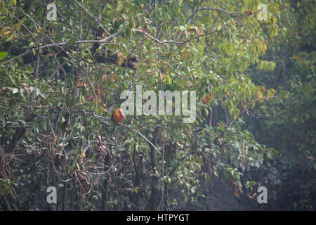 Ruddy Kingfisher en parc national des Sundarbans, célèbre pour ses tigre du Bengale au Bangladesh Banque D'Images