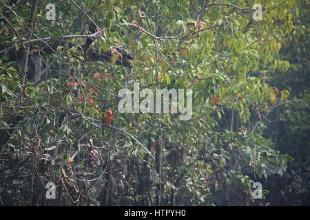 Ruddy Kingfisher en parc national des Sundarbans, célèbre pour ses tigre du Bengale au Bangladesh Banque D'Images