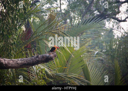 Ruddy Kingfisher en parc national des Sundarbans, célèbre pour ses tigre du Bengale au Bangladesh Banque D'Images