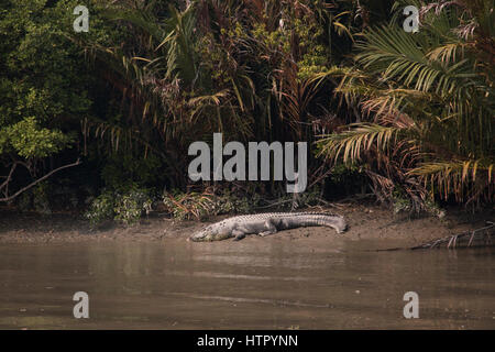 Crocodile dans les Sundarbans national park, célèbre pour ses tigre du Bengale au Bangladesh Banque D'Images