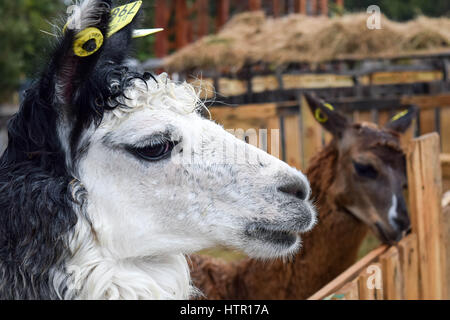 Photo de deux lamas pendant le festival costumbrista chilote Banque D'Images