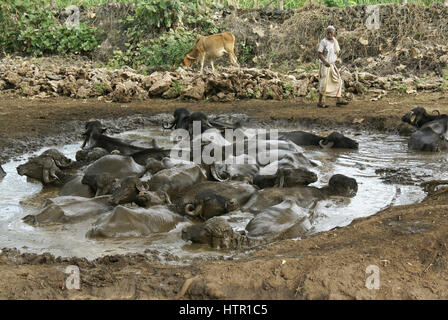 Maldhari pâtre avec l'asiatique le buffle d'eau dans wallow, forêt Sasan Gir (RIF), Gujarat, Inde Banque D'Images