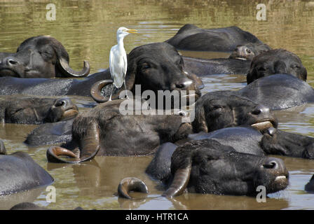 L'asiatique le buffle d'eau et de l'élevage dans l'aigrette se vautre, forêt Sasan Gir (RIF), Gujarat, Inde Banque D'Images