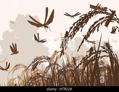Vector illustration d'un essaim de criquets à attaquer les plants de riz et menace la sécurité alimentaire Illustration de Vecteur