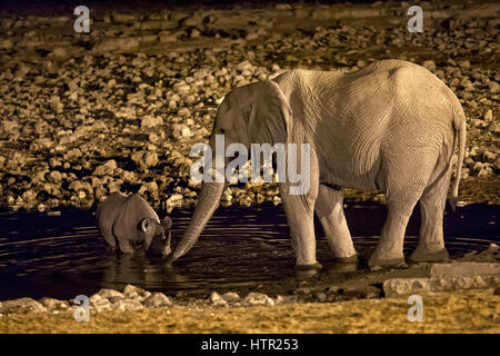 Essayer de faire peur à Rhino un elephant de trou d'Okaukuejo, Etosha National Park, Namibie Banque D'Images