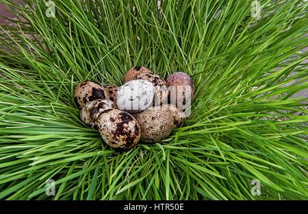 Des oeufs de cailles dans le nid d'herbe Banque D'Images