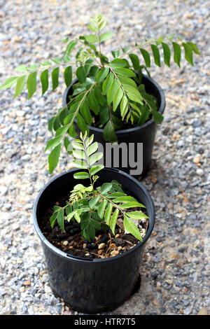 Murraya Koenigii Curry Plantes - les semis croissant dans un pot Banque D'Images