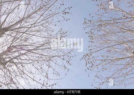 Printemps arbre sur fond de ciel bleu à Majorque, îles Baléares, Espagne Banque D'Images