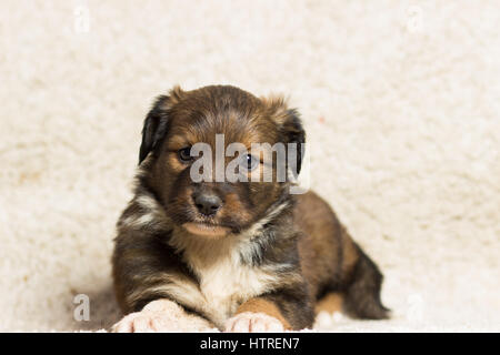 Petit chiot croisa ses pattes sur le tapis Banque D'Images