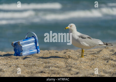 Une Mouette envisage un seau de sable abandonnés sur la plage Banque D'Images