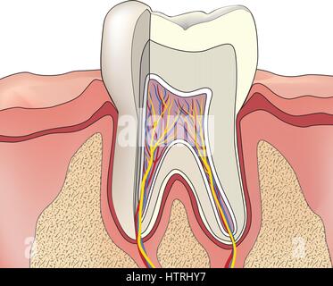 La structure de la dent. Anatomie de dents. illustration médicale dentaire. Illustration de Vecteur