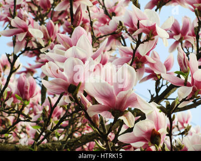 Près de centaines de fleurs de Magnolia Banque D'Images