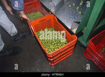 Italie, Pouilles, la sélection de machine pour olives dans une coopérative à Cerignola (Foggia) Banque D'Images