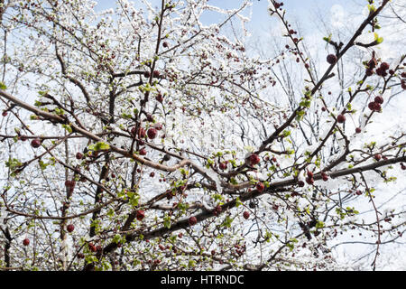 Dans un arbre de Central Park à New York, le vendredi 10 mars 2017 a été trompé en pensant que c'était le ressort comme neige mouillée s'accroche à ses branches. Un comité consultatif de l'hiver est en vigueur avec New York City prévoit d'obtenir entre 3 et 5 pouces de neige. Le comité consultatif est en vigueur jusqu'à 2h00. (© Richard B. Levine) Banque D'Images