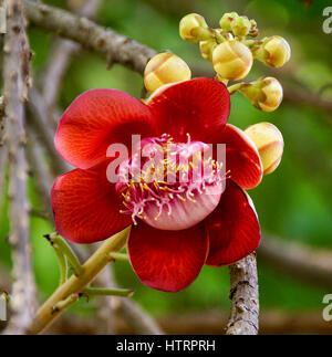 L'unique fleur rouge de la Cannonball tree - Cambodge. L'arbre est sacré pour les Hindous, qui croient ses fleurs à l'aspect nāga. Banque D'Images