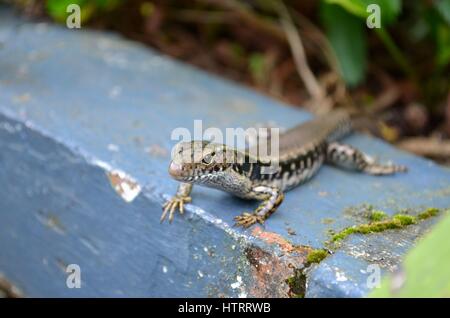 Jardin commun skink lizard zoom in close up Banque D'Images