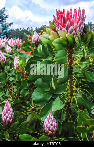 Proteas indigènes de l'Afrique du Sud dans la région de Rhododendron Gardens, Victoria, Australie. Banque D'Images