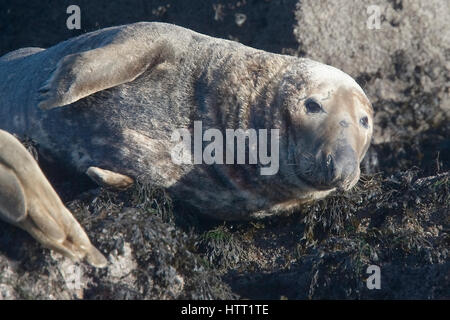 Un espace d'appui de l'Atlantique bull de phoques gris (Halichoerus grypus) sur des rochers sur l'Isle St Clements, Cornwall, Angleterre, Royaume-Uni. Banque D'Images