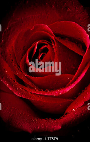 Rose rouge avec des gouttes d'eau sur les pétales Banque D'Images