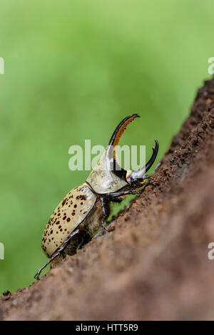 Western Hercules Beetle homme marche sur log. Cette du scarabée rhinocéros a été photographié dans l'Arizona. Banque D'Images