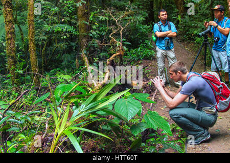 Guide Local et les touristes explorant le couvert végétal dans la réserve de la Forêt Nuageuse de Monteverde Banque D'Images