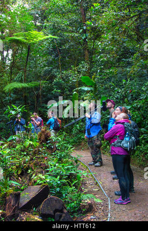 Guide Local et les touristes explorant le couvert végétal dans la réserve de la Forêt Nuageuse de Monteverde Banque D'Images