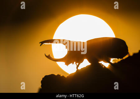 Western Hercules Beetle homme marche sur log, silhouetté par soleil levant. Cette du scarabée rhinocéros a été photographié dans l'Arizona. Banque D'Images