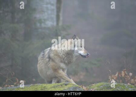Pont sur la rivière Drava avec une fontaine Banque D'Images