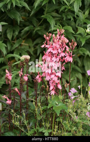 Lobelia x speciosa 'Fan' de saumon Banque D'Images