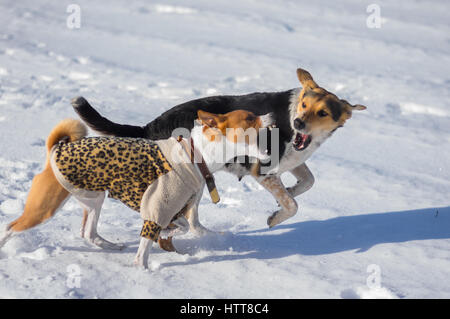 Chien Basenji attaquant polyvalent de chienne de race sur une neige fraîche Banque D'Images