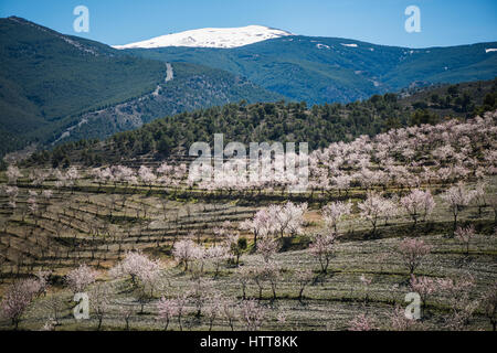 Les amandiers fleurissent dans les régions rurales de la Sierra Nevada, Espagne Banque D'Images