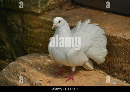 Une colombe blanche domestique (Columba livia domestica) debout sur une étape médiévale en pierre. Le Dove ou le pigeon blanc est également appelé un Dove de Barbarie. Banque D'Images