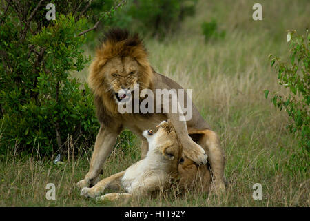 Homme et femme African lion (Panthera leo), Masai Mara National Reserve, Kenya, Afrique de l'Est Banque D'Images