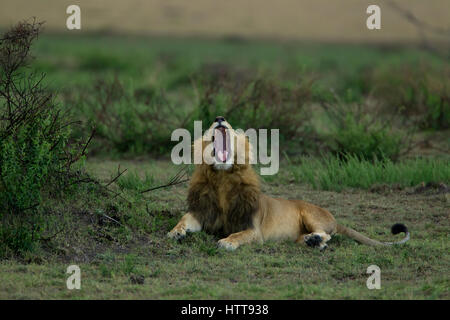 La crinière noire homme African lion (Panthera leo) le bâillement, Masai Mara National Reserve, Kenya, Afrique de l'Est Banque D'Images