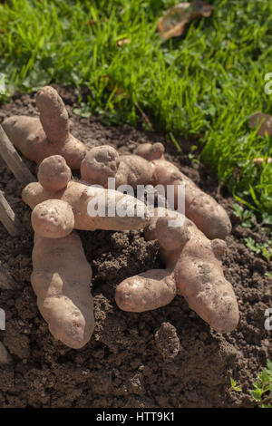 Apple Sapin rose Pommes de terre (Solanum tuberosum). Banque D'Images